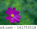 深粉紅色的宇宙 141753518