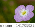 粉紅色的花朵 141753521