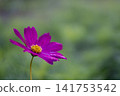 深粉紅色的宇宙 141753542