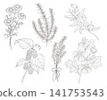 一組6種西方草藥的向量線條藝術插圖 141753543