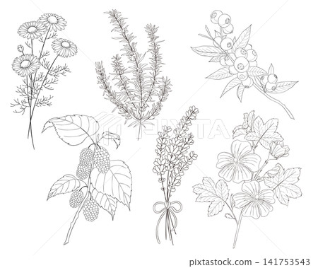 一組6種西方草藥的向量線條藝術插圖 一組6種西方草藥的向量線條藝術插圖 141753543