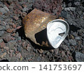 Old, rusty, discarded can 141753697
