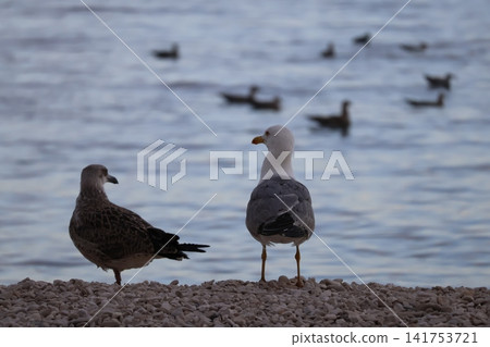 Two seagulls standing on a rocky beach by the sea Two seagulls standing on a rocky beach by the sea 141753721