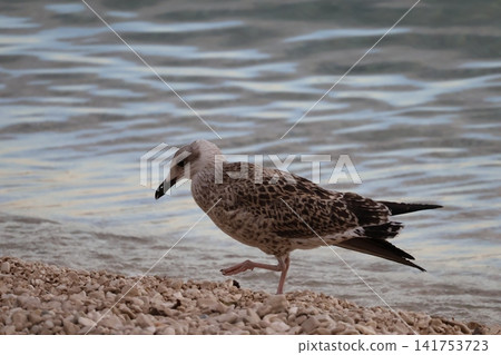 Juvenile seagull walking on a rocky beach near water Juvenile seagull walking on a rocky beach near water 141753723