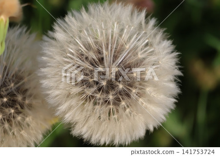 Close up macro of a fluffy white dandelion seed head 141753724