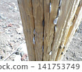Money stuck in a tree 141753749
