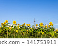 A field of sunflowers blooming under a blue sky: A summer scene (Kobe) A field of sunflowers blooming under a blue sky: A summer scene (Kobe) 141753911