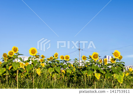 A field of sunflowers blooming under a blue sky: A summer scene (Kobe) A field of sunflowers blooming under a blue sky: A summer scene (Kobe) 141753911