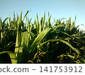 corn field in the evening 141753912