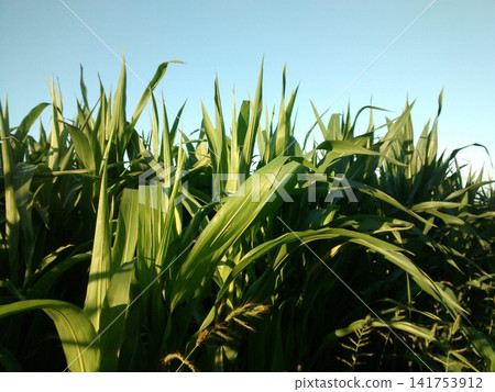 corn field in the evening corn field in the evening 141753912