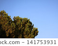Green pine tree branches against clear blue sky in sunlight Green pine tree branches against clear blue sky in sunlight 141753931