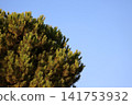 Close up of evergreen pine branches under bright blue sky Close up of evergreen pine branches under bright blue sky 141753932