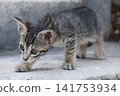 Cute stray tabby kitten exploring outdoor stone steps Cute stray tabby kitten exploring outdoor stone steps 141753934