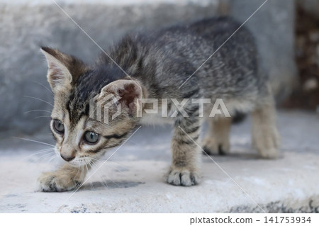 Cute stray tabby kitten exploring outdoor stone steps Cute stray tabby kitten exploring outdoor stone steps 141753934