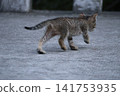 Stray thin tabby kitten walking away on gray concrete pavement Stray thin tabby kitten walking away on gray concrete pavement 141753935