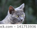 Close up portrait of a gray tortoiseshell cat outdoors Close up portrait of a gray tortoiseshell cat outdoors 141753936