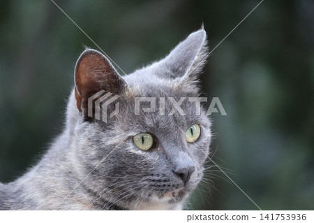 Close up portrait of a gray tortoiseshell cat outdoors 141753936