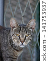 Close-up portrait of a serious tabby cat with a notched ear outdoors Close-up portrait of a serious tabby cat with a notched ear outdoors 141753937