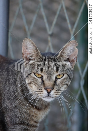 Close-up portrait of a serious tabby cat with a notched ear outdoors Close-up portrait of a serious tabby cat with a notched ear outdoors 141753937