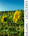 Sunflowers blooming on a summer morning, against a blue sky and copy space. Sunflowers blooming on a summer morning, against a blue sky and copy space. 141753955