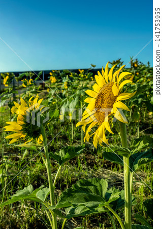 Sunflowers blooming on a summer morning, against a blue sky and copy space. Sunflowers blooming on a summer morning, against a blue sky and copy space. 141753955