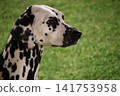 Profile portrait of a spotted dalmatian dog against green grass Profile portrait of a spotted dalmatian dog against green grass 141753958