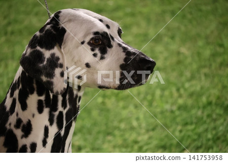 Profile portrait of a spotted dalmatian dog against green grass Profile portrait of a spotted dalmatian dog against green grass 141753958