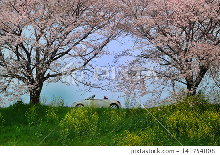 堤岸上盛開著油菜花、櫻花和油菜花。 141754008