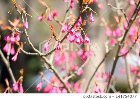 Vibrant Kanhizakura blossoms Vibrant Kanhizakura blossoms 141754077