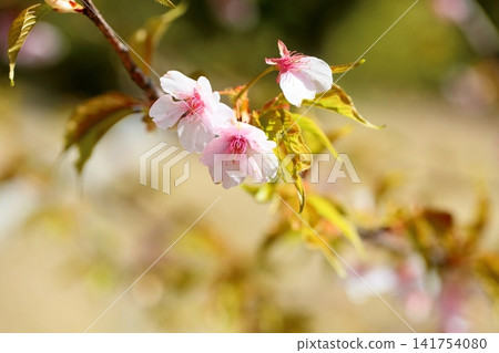 Early-blooming cherry blossoms, a sign of spring, Kawazu cherry blossoms Early-blooming cherry blossoms, a sign of spring, Kawazu cherry blossoms 141754080