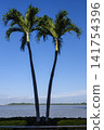 Two slender palm trees facing the Guayas River at Malecon 2000, Guayaquil, Ecuador, under a bright blue sky during the day. 141754396
