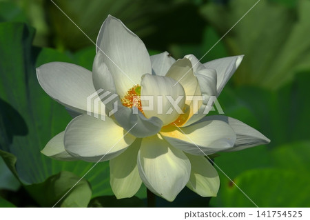 Kamakura lotus pond pattern 141754525