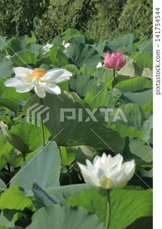 Kamakura lotus pond pattern Kamakura lotus pond pattern 141754544
