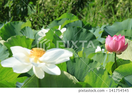 Kamakura lotus pond pattern Kamakura lotus pond pattern 141754545