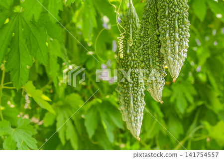 Bitter melon - a natural curtain Bitter melon - a natural curtain 141754557
