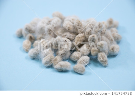 Cotton seeds Cotton seeds 141754758