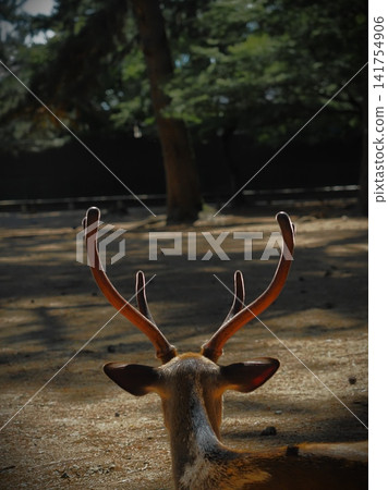 deer in the forest deer in the forest 141754906