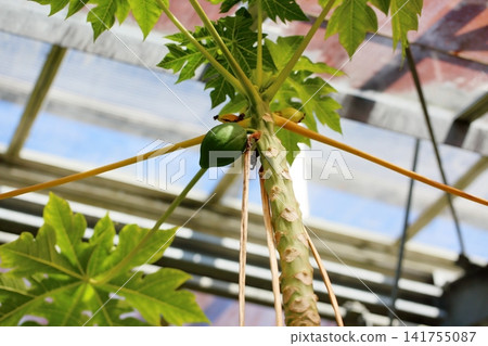 Papaya fruit Papaya fruit 141755087