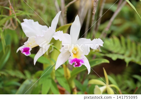 Orchid flower: Cattleya 141755095