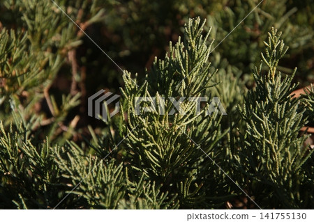 Juniper 3 Juniper 3 141755130