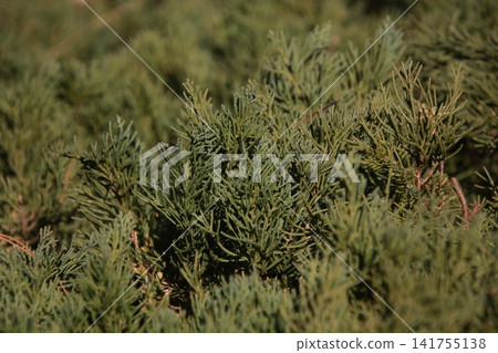 Juniperus chinensis 11 Juniperus chinensis 11 141755138