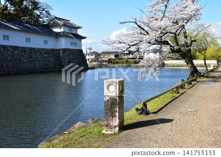 Shiga Prefecture: The inner moat of Hikone Castle, cherry blossoms in full bloom, and the Hikone City Opening of Japan Memorial Hall (Sawaguchi Tamon Yagura). Shiga Prefecture: The inner moat of Hikone Castle, cherry blossoms in full bloom, and the Hikone City Opening of Japan Memorial Hall (Sawaguchi Tamon Yagura). 141755155