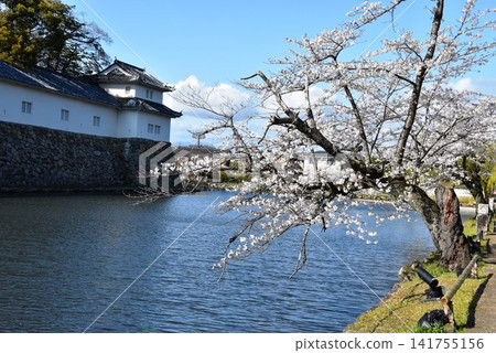 Shiga Prefecture: The inner moat of Hikone Castle, cherry blossoms in full bloom, and the Hikone City Opening of Japan Memorial Hall (Sawaguchi Tamon Yagura). Shiga Prefecture: The inner moat of Hikone Castle, cherry blossoms in full bloom, and the Hikone City Opening of Japan Memorial Hall (Sawaguchi Tamon Yagura). 141755156