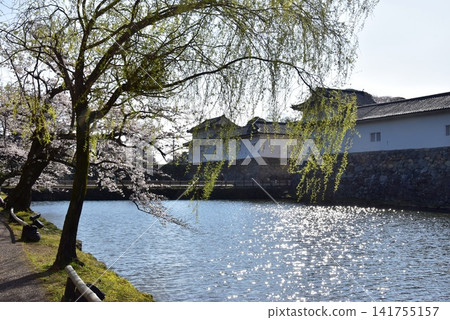 Shiga Prefecture: The inner moat of Hikone Castle, cherry blossoms in full bloom, and the Hikone City Opening of Japan Memorial Hall (Sawaguchi Tamon Yagura). Shiga Prefecture: The inner moat of Hikone Castle, cherry blossoms in full bloom, and the Hikone City Opening of Japan Memorial Hall (Sawaguchi Tamon Yagura). 141755157