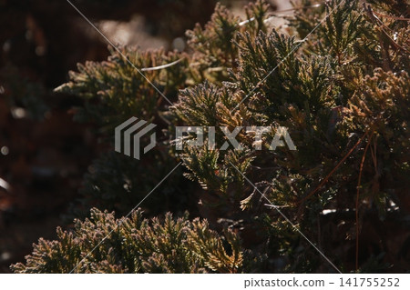 Montana dwarf pine 8 Montana dwarf pine 8 141755252