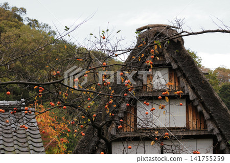 A scene of thatched roofs in the Gassho-zukuri style and ripe persimmons in the bountiful autumn harvest. A scene of thatched roofs in the Gassho-zukuri style and ripe persimmons in the bountiful autumn harvest. 141755259
