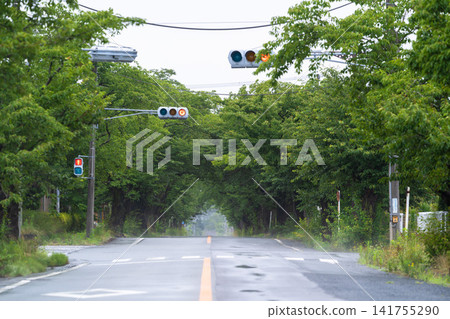 A tunnel of fresh green leaves and a road after the rain. A tunnel of fresh green leaves and a road after the rain. 141755290
