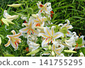 Wild lilies that produce many flowers 141755295