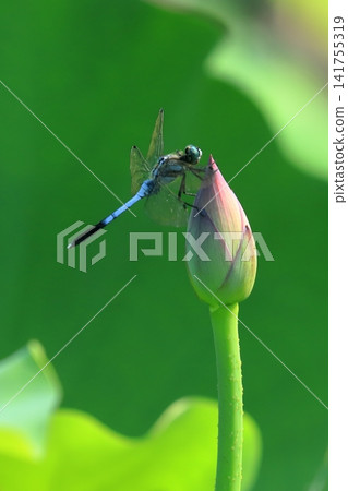 橫濱三溪園的蓮花與蜻蜓 橫濱三溪園的蓮花與蜻蜓 141755319