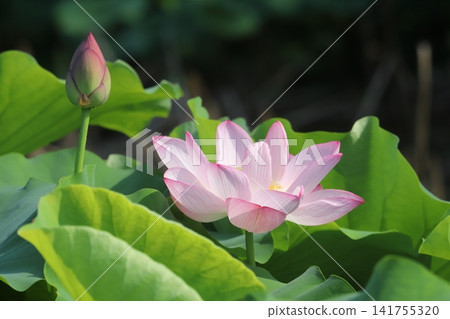 Lotus of Yokohama Sanphen Garden Lotus of Yokohama Sanphen Garden 141755320